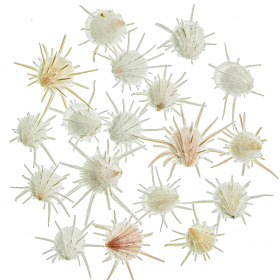 Coquillages spondylus imperialis - 3 à 3.5 cm - Lot de 2