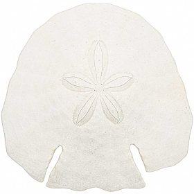 Test d'oursin pancake blanc - 12 à 14 cm - A l'unité