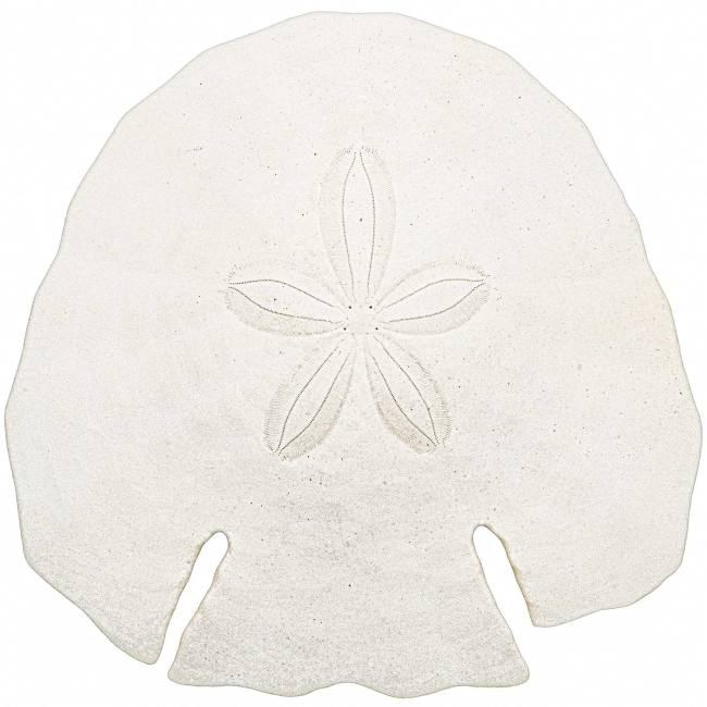 Test d'oursin pancake blanc - 12 à 14 cm - A l'unité