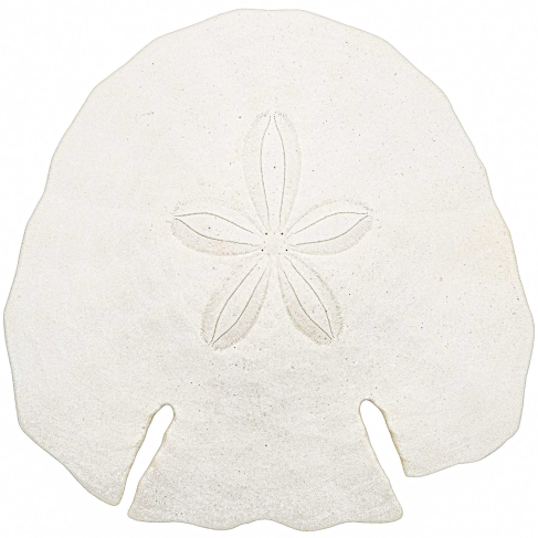 Test d'oursin pancake blanc - 12 à 14 cm - A l'unité