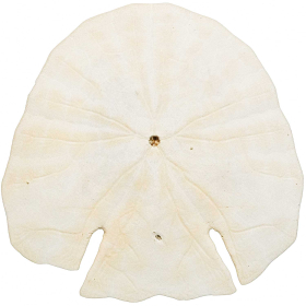 Test d'oursin pancake blanc - 12 à 14 cm - A l'unité