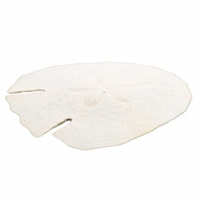 Test d'oursin pancake blanc - 12 à 14 cm - A l'unité