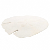 Test d'oursin pancake blanc - 12 à 14 cm - A l'unité