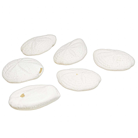 Tests d'oursins spantagus - 4 à 5 cm - Lot de 4