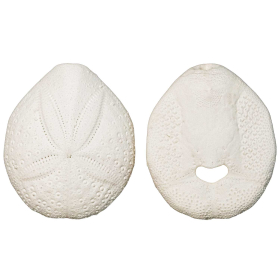 Tests d'oursins spantagus - 4 à 5 cm - Lot de 4