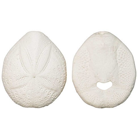 Tests d'oursins spantagus - 4 à 5 cm - Lot de 4