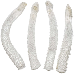 Euplectella aspergillum ou panier de Vénus - A l'unité