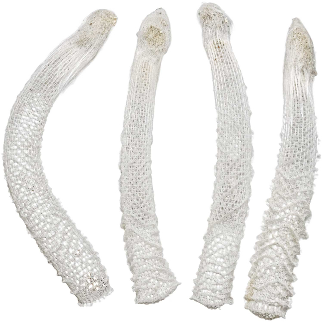 Euplectella aspergillum ou panier de Vénus - A l'unité