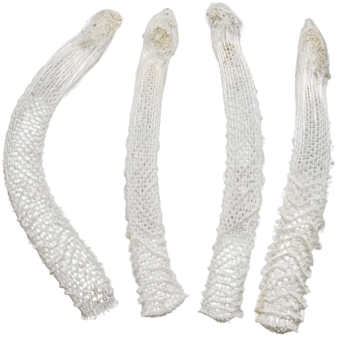Euplectella aspergillum ou panier de Vénus - A l'unité