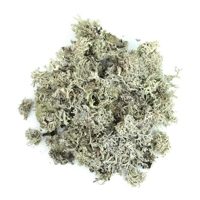 Mousse de chêne séchée - 100 grammes