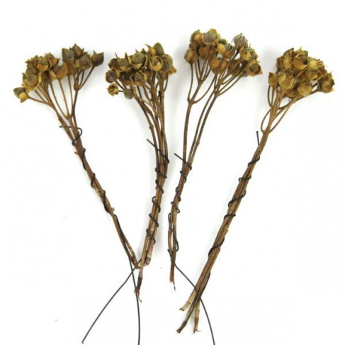 Branches d'asar - Lot de 4