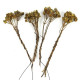 Branches d'asar - Lot de 4