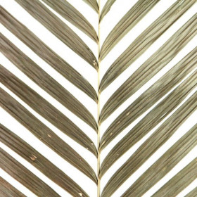 Feuilles de palmier naturelles aréca - Lot de 2
