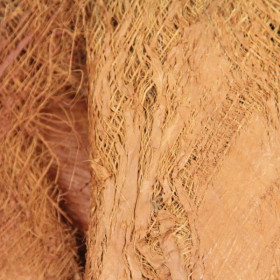 Ecorce de palmier bakla - 200 grammes