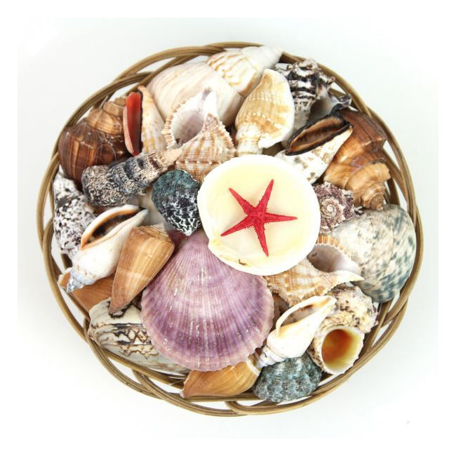Panier de coquillages assortis - 20 cm