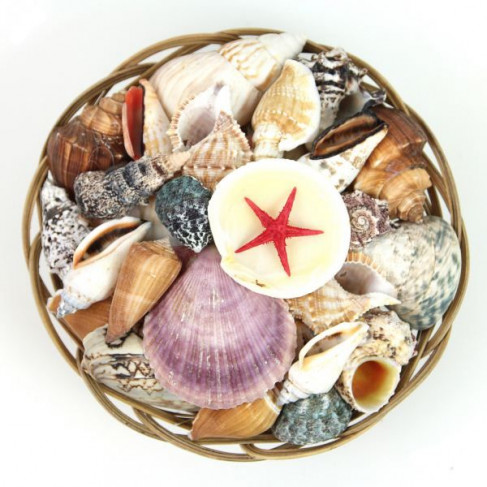 Panier de coquillages assortis - 20 cm