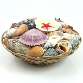 Panier de coquillages assortis - 20 cm
