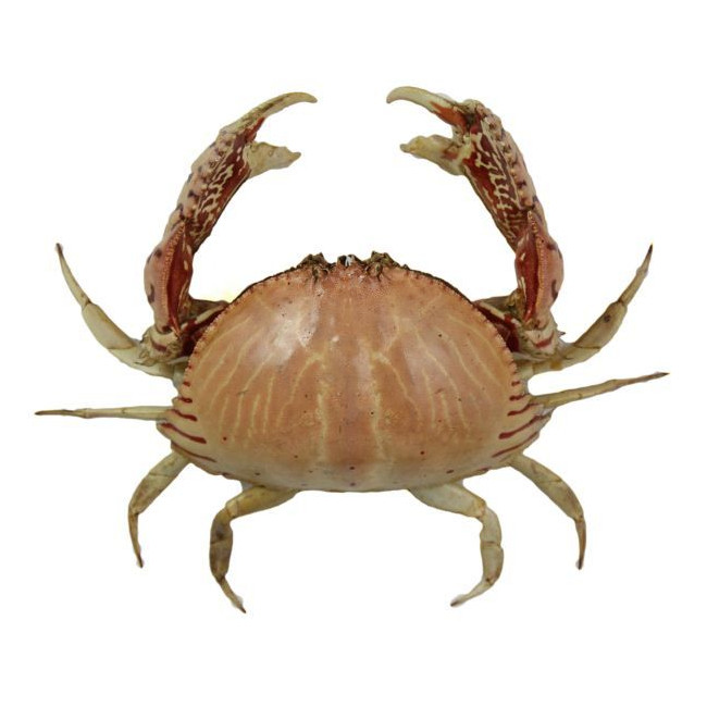 Crabe calappa naturalisé