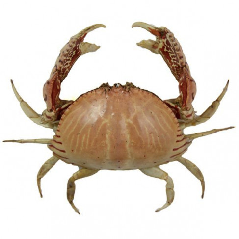 Crabe calappa naturalisé