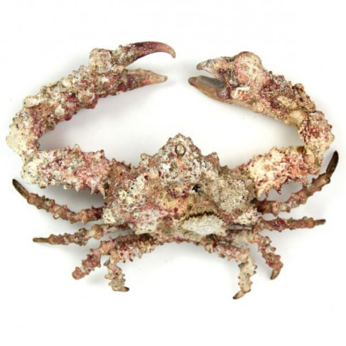 Crabe daldorfia horrida naturalisé