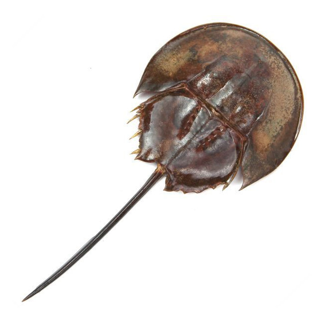 Carapace de limule sans patte