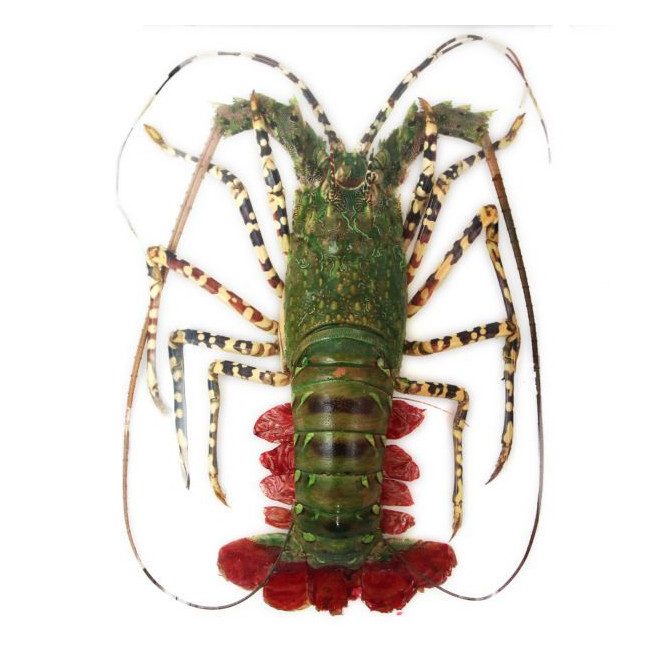 Langouste naturalisée