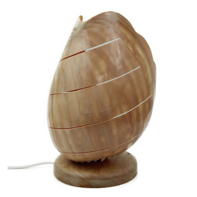 Lampe coquillage voluta melo