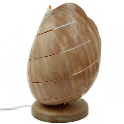 Lampe coquillage voluta melo