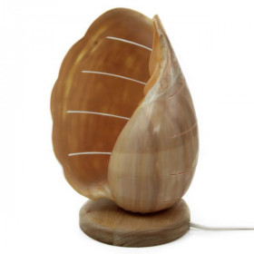 Lampe coquillage voluta melo