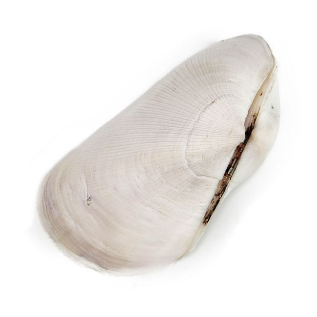 Coquillage trisidos semitorta
