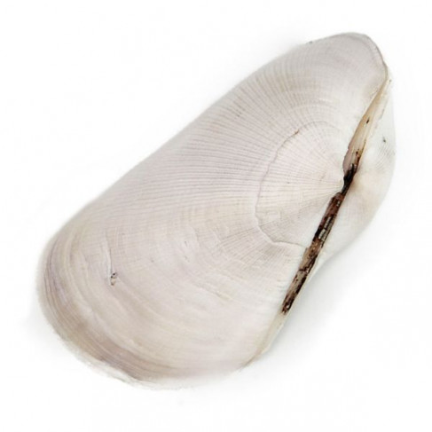 Coquillage trisidos semitorta