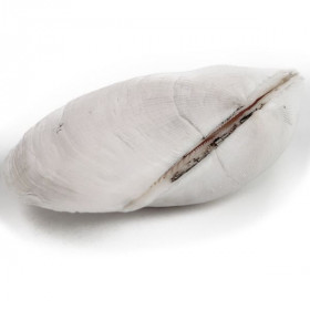 Coquillage trisidos semitorta