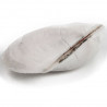 Coquillage trisidos semitorta