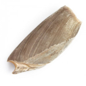 Coquillage cymbium cymbium