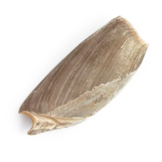 Coquillage cymbium cymbium