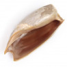 Coquillage cymbium cymbium