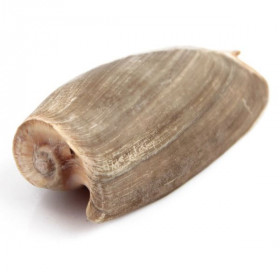 Coquillage cymbium cymbium