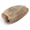 Coquillage cymbium cymbium