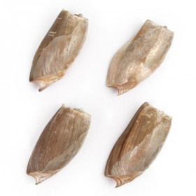 Coquillage cymbium cymbium
