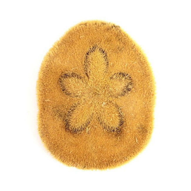 Oursin clypeaster humilis