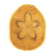Oursin clypeaster humilis