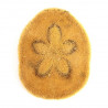 Oursin clypeaster humilis