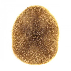 Oursin clypeaster humilis