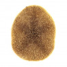 Oursin clypeaster humilis