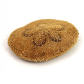Oursin clypeaster humilis