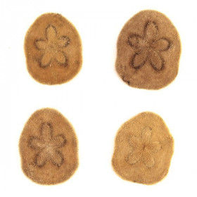 Oursin clypeaster humilis