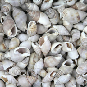 Coquillages nassarius dorsatus - 100 grammes