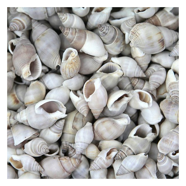 Coquillages nassarius dorsatus - 100 grammes