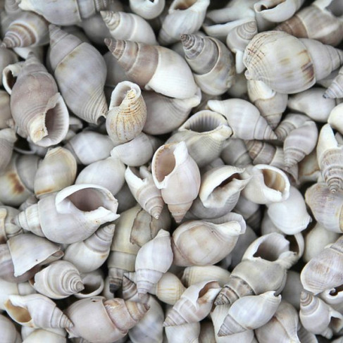 Coquillages nassarius dorsatus - 100 grammes