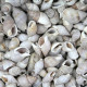 Coquillages nassarius dorsatus - 100 grammes